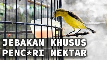 Cara Buat Jebakan Burung Di Kandang Harian