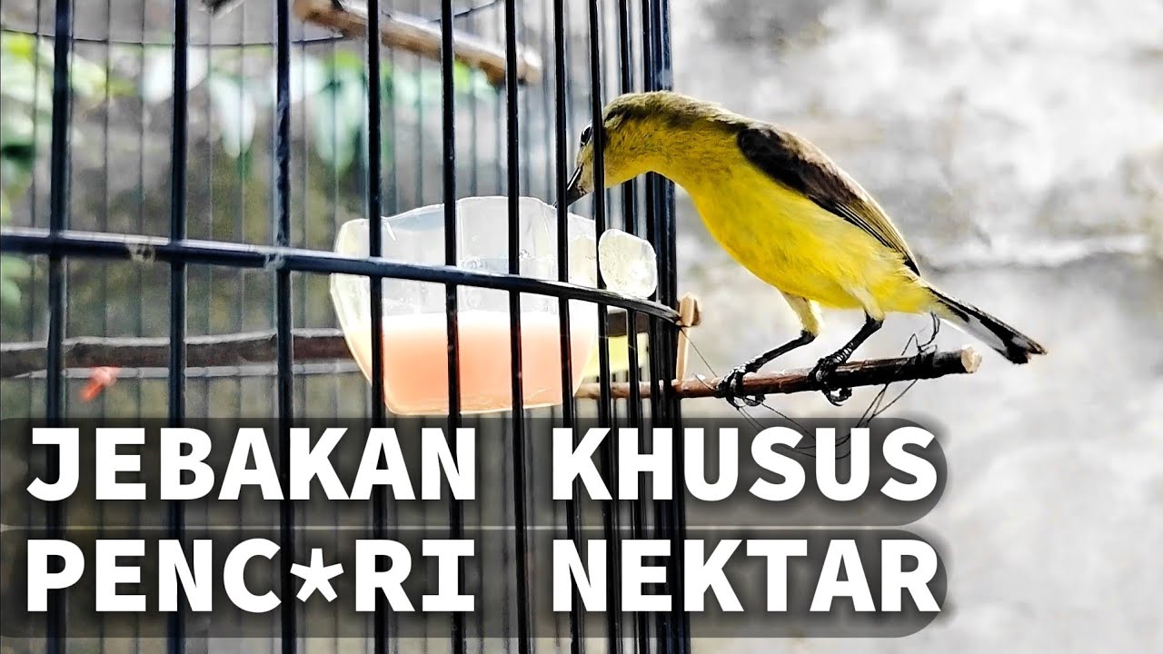 Cara Buat Jebakan Burung Di Kandang Harian
