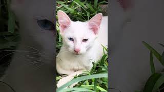 അല്ല ഇതാരാ.!വര്യംപള്ളിയിലെ മീനാക്ഷി അല്ലയോ.?? #cat #pets #petlover #cats #pet #catshorts #love