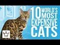 Top 10 Most Expensive Cat Breeds In The World の動画、YouTube動画。