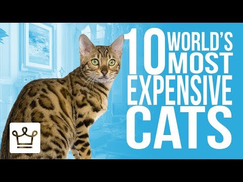 Video: The Most Capricious Cat Breeds