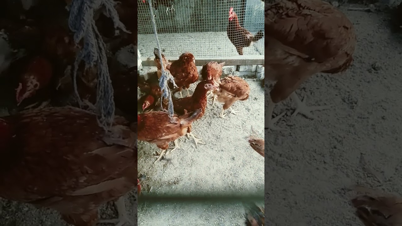 #chickenfarm
