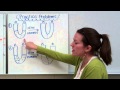 Cell Transport Quiz