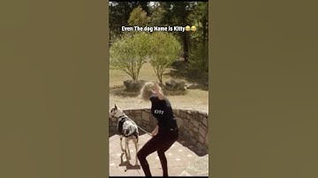 This is why Taylor Swift loves cats😂😂😂 #taylorswift #shorts