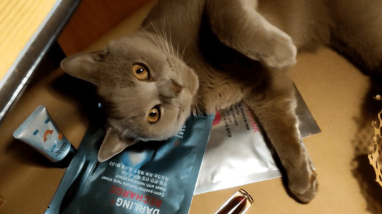 АСМР Покупки из Золотого яблока 😍 (feat. мой кот)