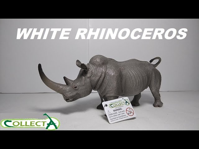 CollectA White Rhinoceros (88852) Figure Review! - YouTube