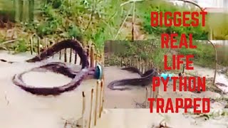 Full The Biggest real PYTHON trapped while eating chicken 😨😨😨😱😱 Guide