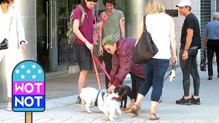 Lady Gaga Stops to Pet Her French Bulldogs with Dog Walker