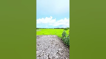 #shorts 2 nền thổ cư liền kề lộ nhựa giá rẻ chưa từng có - LH: 0973.898.830 (Trương)