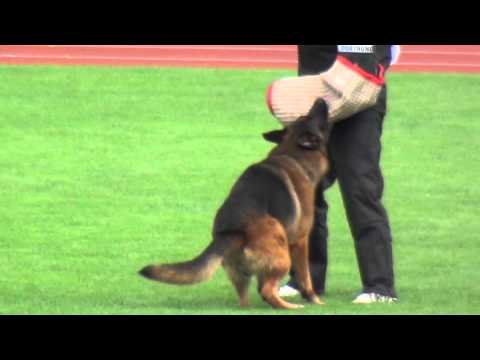 Enosch von Amasis - United Kennels K-9 Academy