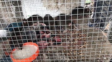 Cách cho chuột cống nhum con ăn hiệu quả nhất