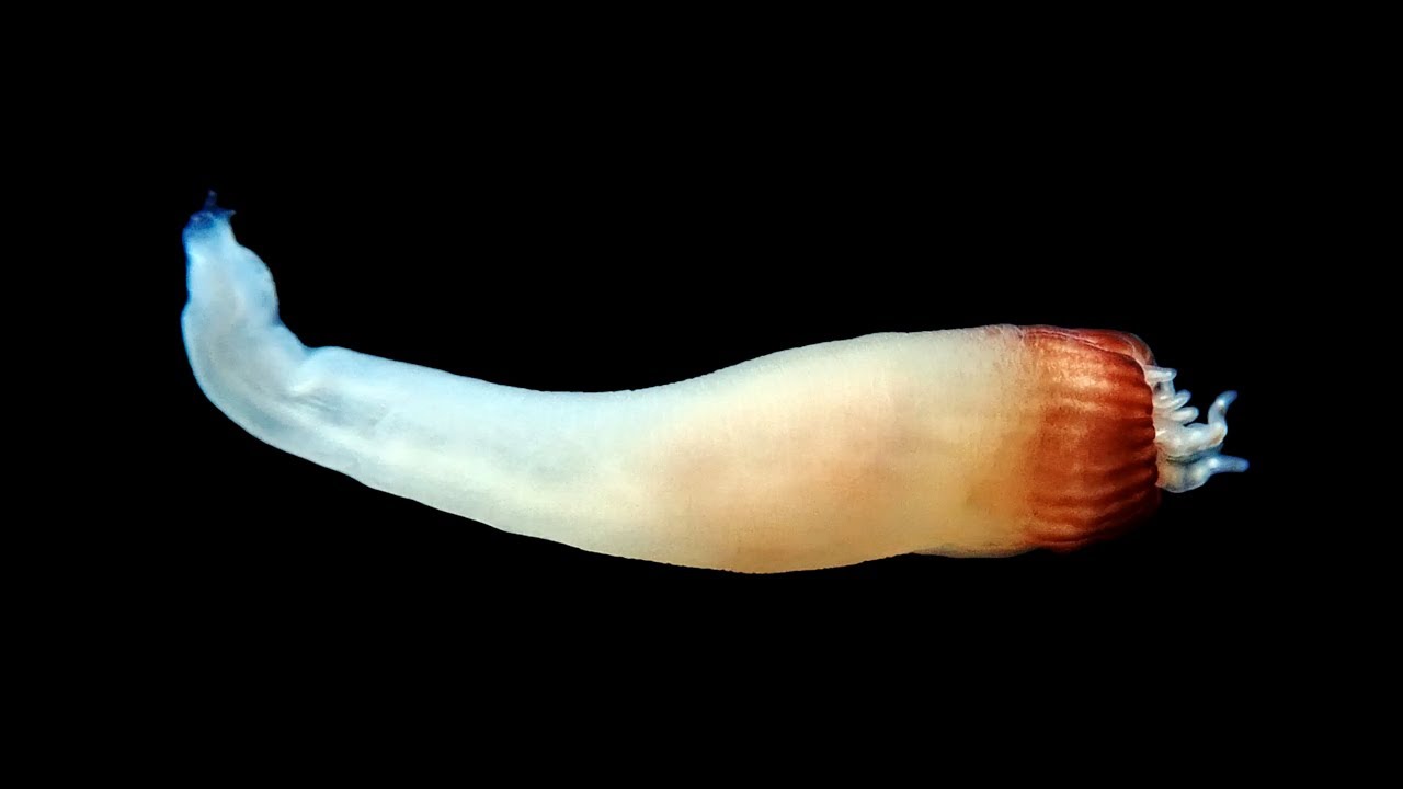 Zoología marina (especies no determinadas)