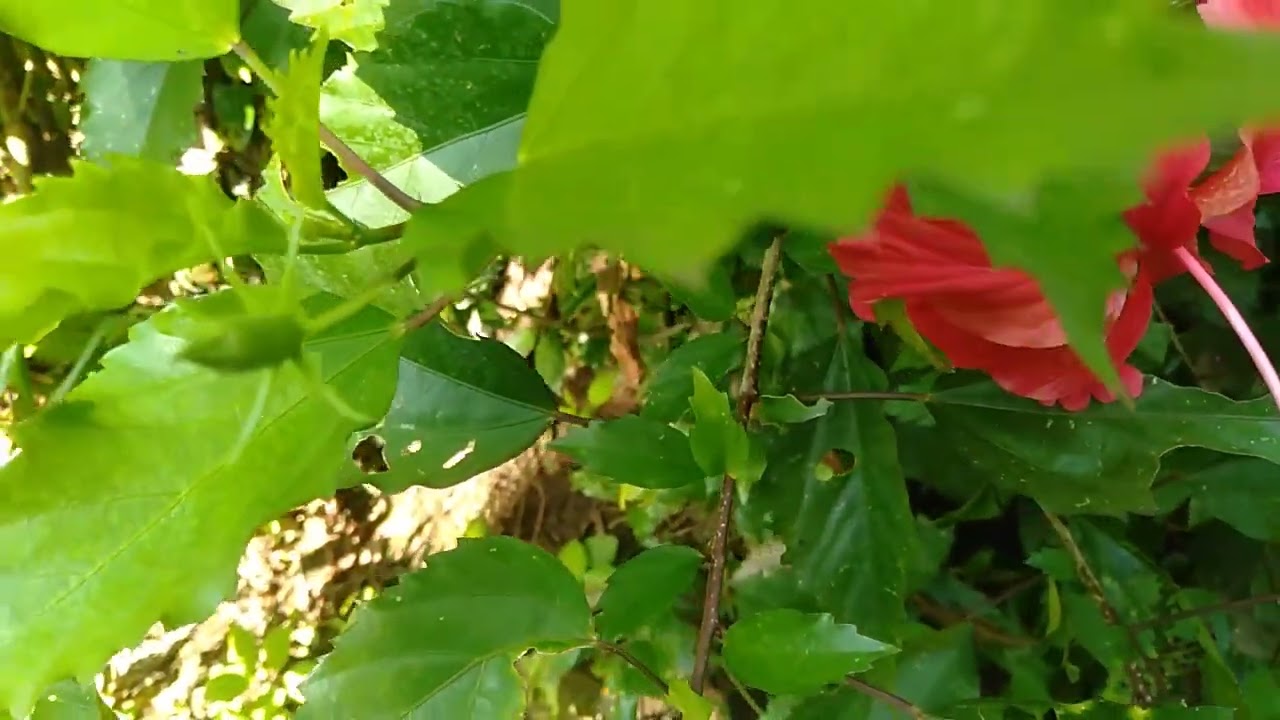 Hibiscus Flower Plant