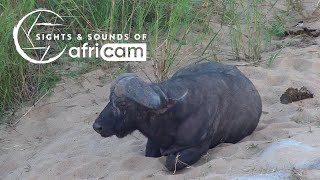 Sights & Sounds Of Africam  30 May, 2024