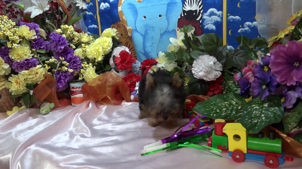 Summer Knight Kennels Meso Tiny