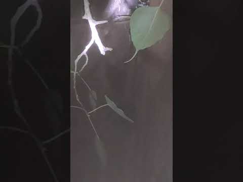 Sanker bhagwan ke devthan per nikla sapp aur youper char gaiya
