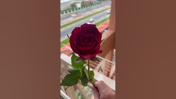 #تلاوة_خاشعة_تلاوة_هادئة_تلاوة #islamicvideo #sheikhabdulrashidsufi #شيخ عبد الرشيد صوفي