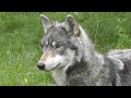 Uk wolf conservation trust