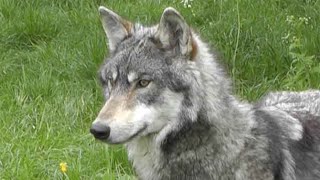 UK Wolf Conservation Trust by Naturally Happy Dogs 1,170 views 2 years ago 11 minutes, 11 seconds