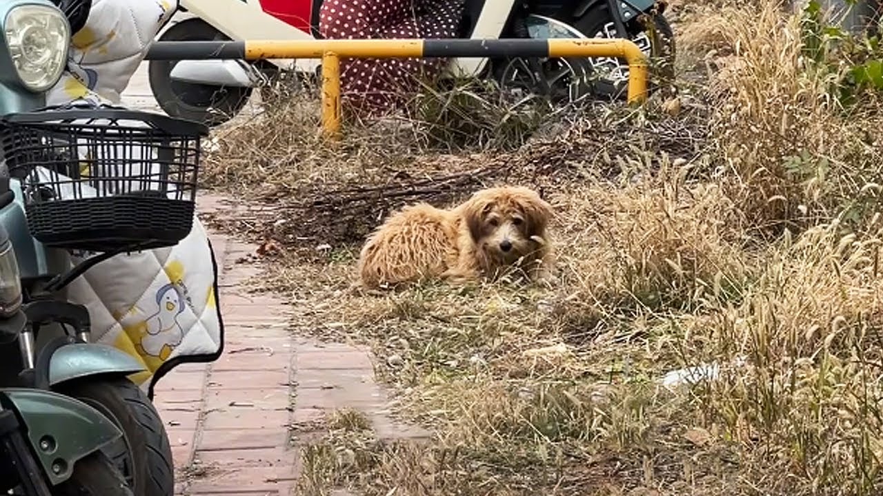 Хватит ждать, пойдем со мной домой! Твой хозяин не придет...