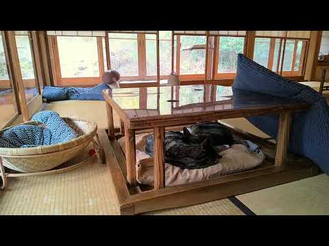 垂れ流し配信‗夜‗20260318