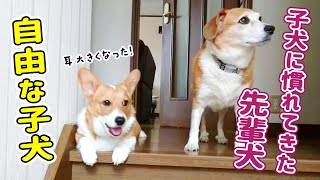 急成長!会ってない間に大きくなりすぎです【コーギーの子犬】