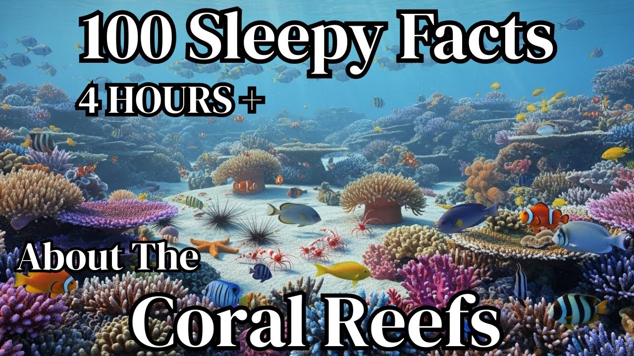 The Most Relaxing Facts About Coral Reefs to Fall Asleep To | Sleepy Science channel