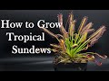 Growing Carnivorous Plants E4: Tropical Sundews