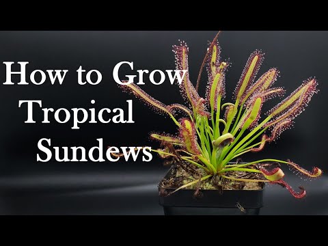 Growing Carnivorous Plants E4: Tropical Sundews