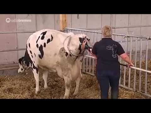 Как принимают роды у коровы вспомагателями родов VINK - YouTube