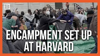 Harvard Yard Invaded by Anti-Israel Encampment, 