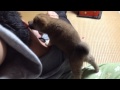 柴犬もも 赤ちゃんの頃からパパが好き（Puppy MOMO loves her daddy in the world. ）