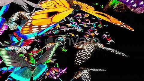 Butterfly 4K | Motion Graphics - Envato elements