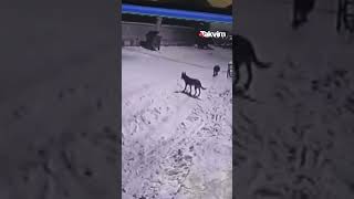 Bahçesine Giren Kurtları Çaydanlıkla Kovaladı