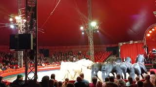 (5) Horses #circus #سيرك #act #cirkusz #action Italy 🇮🇹 Romania 🇷🇴 Germany 🇩🇪 Hungary 🇭🇺 Iraq 🇮🇶