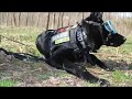 BUSAR K9 Unit Gear and Training for our mission in the Smoky Mountains BUSAR K9 Unit Gear and Training for our mission in the Smoky Mountains