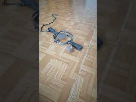 Капкан на бобра