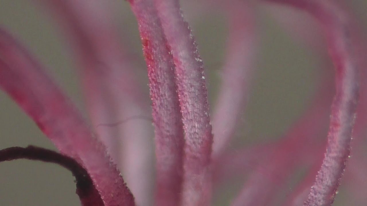 Haselnuß. Weibliche und Männliche Blüten. Eifel / Dohr