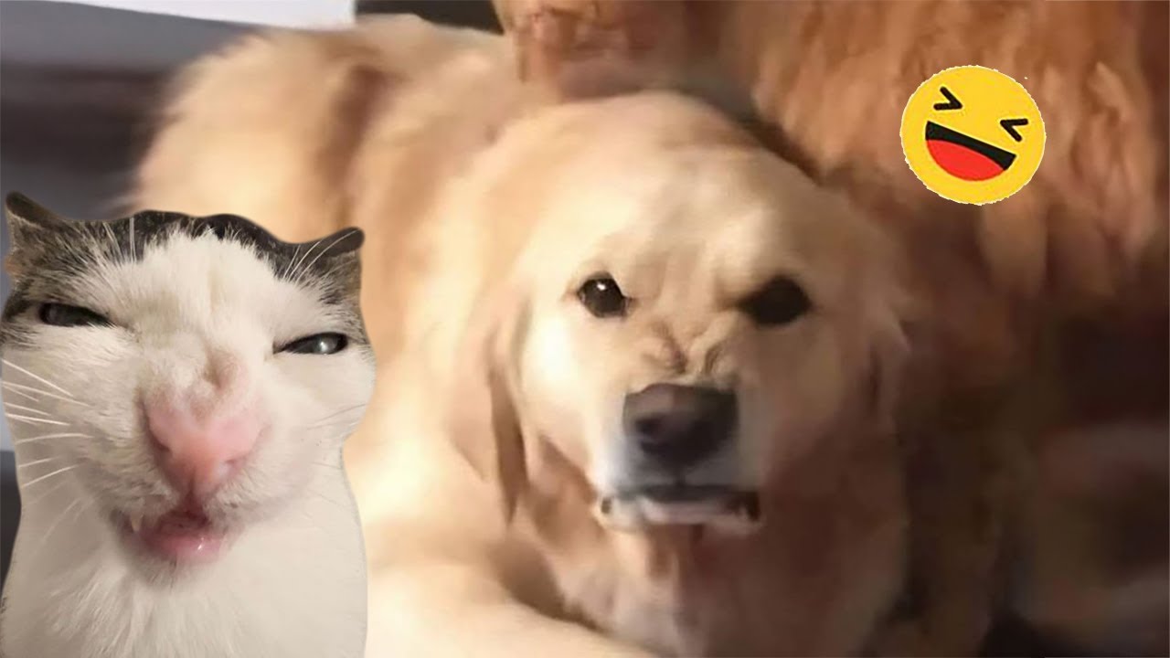 ⁣Funny Dogs And Cats Videos 2024 😅 - Best Funniest Animal Videos Of The week #13