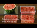 🍉 수박, 이제 쉽게 자르세요. The easiest way to cut a watermelon [우리의식탁]