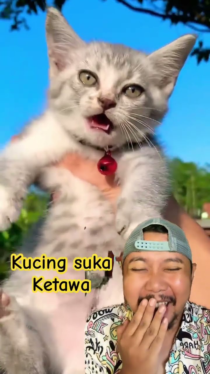 KUCINGNYA SUKA BANGET KETAWA!!!??#shortsfeed #shorts #funny