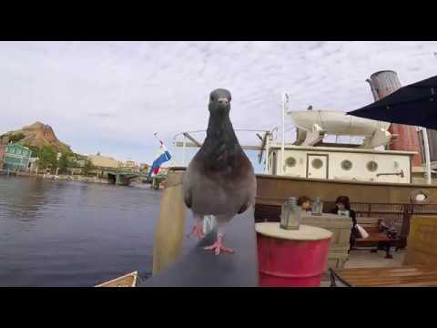 東京ディズニーシー 食べに来るハト Tokyo Disneysea Pigeons To Come To Eat Youtube