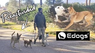 ✅ ¡Perro reactivo en una manada! - Hakken by Equilibradogs - Psicología Canina 1,066 views 2 months ago 8 minutes