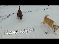 Встреча амстаффа с кане корсо и другими собаками