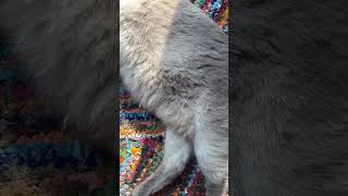 Sexy and I know it 7 the magic fluff #catnap #cat #cats #catlover #pets #animals #funny #sleep #meow
