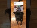 Dog reacts shorts foryou fyp xyzbca viral