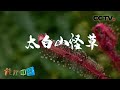 这些草虽然不吃人，但也不是“吃素”的！植物传奇·太白山怪草 20200826 |《地理·中国》CCTV科教