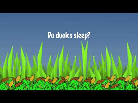 Dr. Bob - Do Ducks Sleep?
