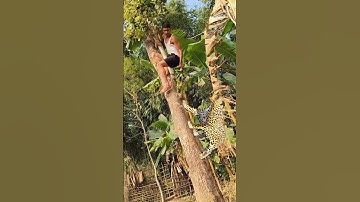Real Tiger Attack On Tree #vfx #tiger #wildlife #virals #shorts #video #leopard
