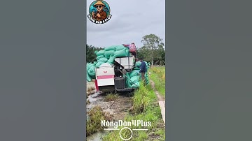 Anh Em Đó Giờ Thấy Cái Máy Cắt Nào Chở Lúa Nhiều Cỡ Này Chưa#nongdan#lua#nongnghiep#farming